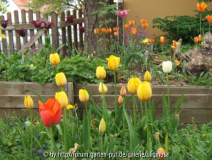 Tulpen 5.JPG