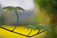 Acer saccharinum