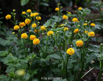 Ranunculus_repens_Pleniflorus