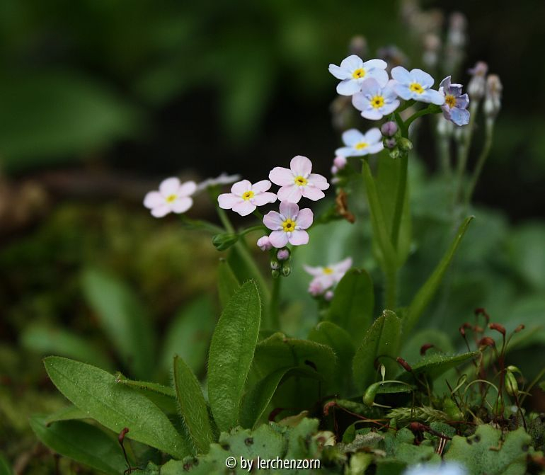 Myosotis rosularis