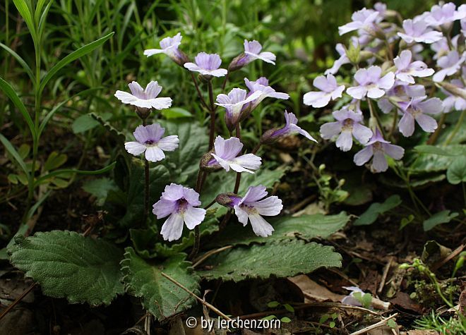 Haberlea spec.