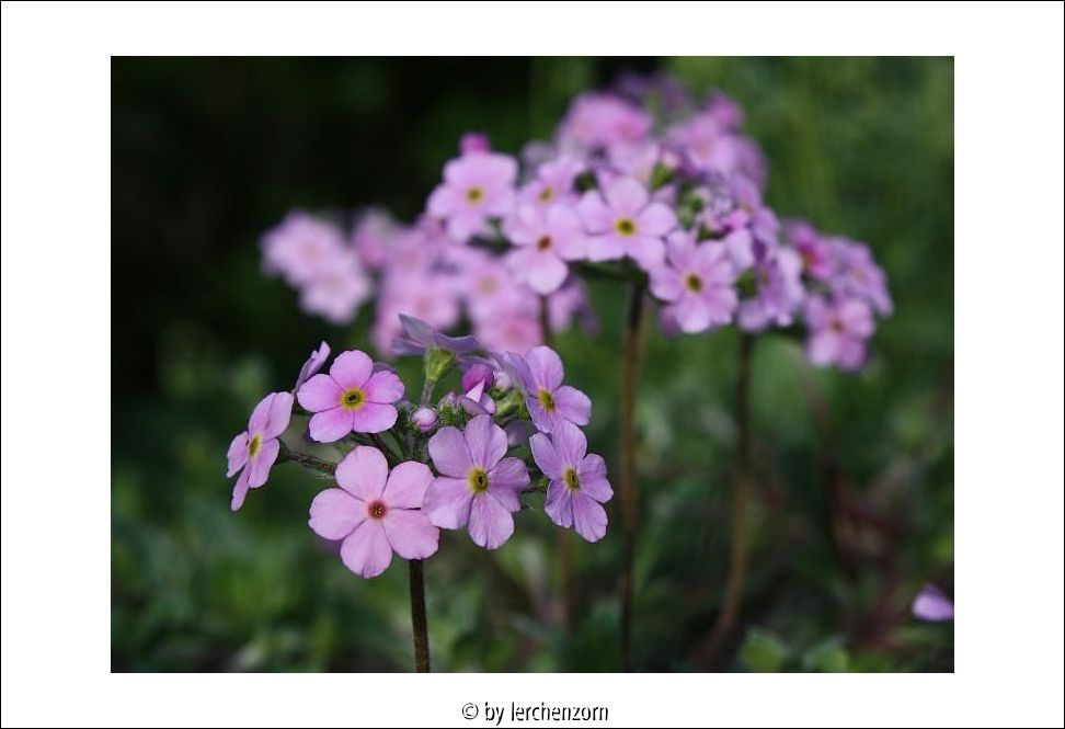Androsace sarmentosa hort.