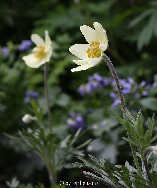Anemone magellanica hort.