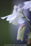 Aquilegia Smlg. weiß