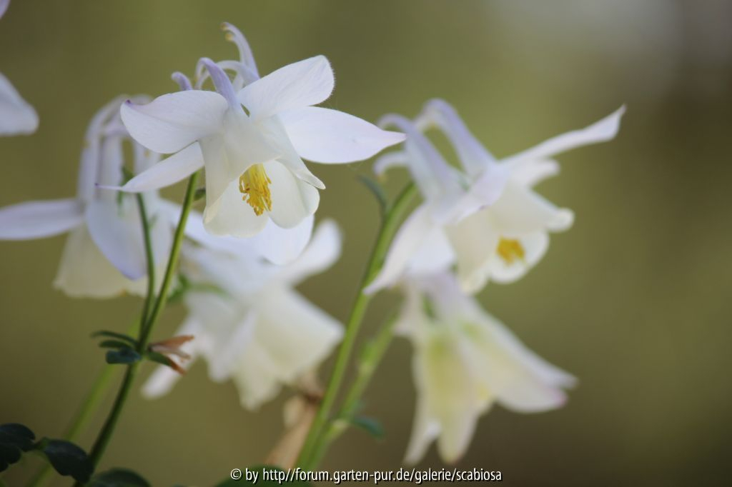 Aquilegia Smlg. weiß, Blüte