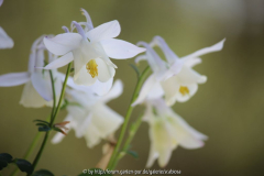 Aquilegia Smlg. weiß, Blüte