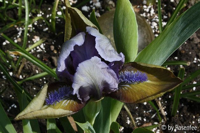 Iris barbata nana Hocus Pocus