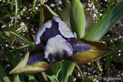 Iris barbata nana Hocus Pocus