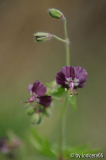 Geranium