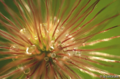 Pulsatilla, nass