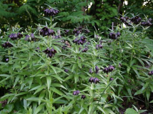 Fritillaria camschatcensis