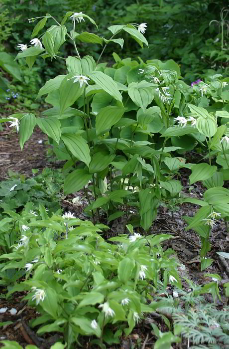 Disporum smilacinum