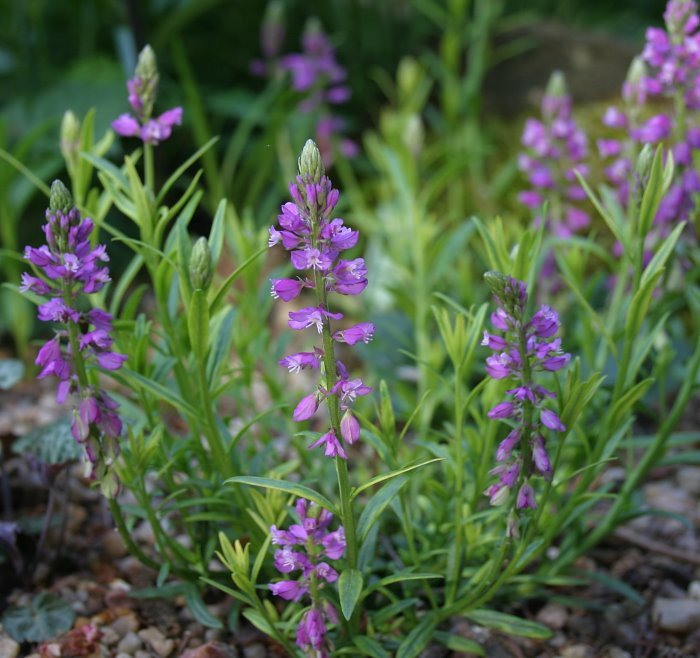 Polygala