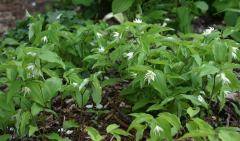 Disporum smilacinum