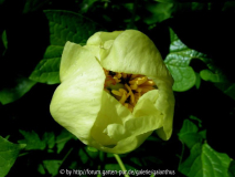 Paeonia steveniana