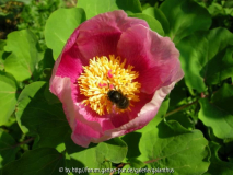 Paeonia daurica subsp. daurica mit Hummel