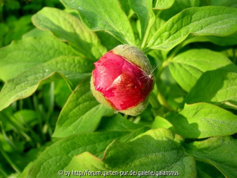 Paeonia officinalis forma mollis