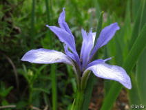 Iris sintenisii