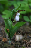 Cypripedium plectrochilum