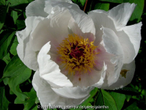 Paeonia ostii 'Feng Dan Bai'