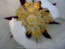 Paeonia Gansu Mudan Group ähnlich P. roc
