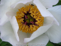 Paeonia officinalis weißer Sämling