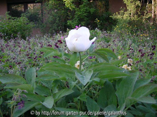 Paeonia officinalis weißer Sämling