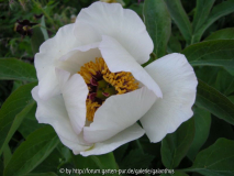 Paeonia officinalis weißer Sämling