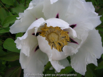 Paeonia Gansu Mudan Group