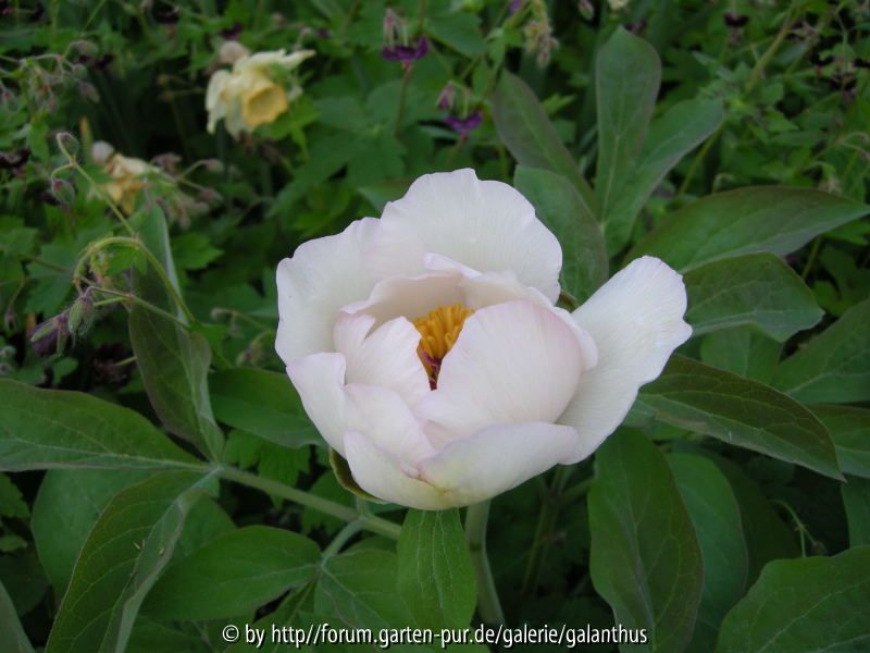 Paeonia officinalis weißer Sämling