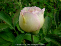 Paeonia officinalis weißer Sämling im Au