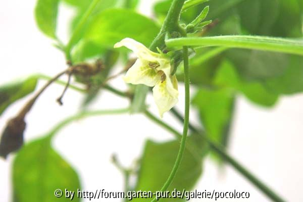 Criolla Sella Blüte