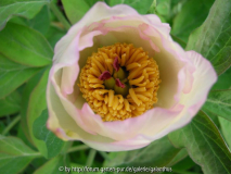 Paeonia officinalis weißer Sämling im Au