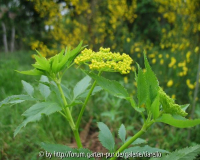 Zizia aurea               