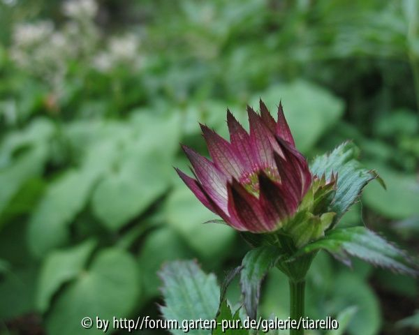 Astrantia major