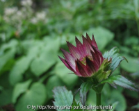 Astrantia major           