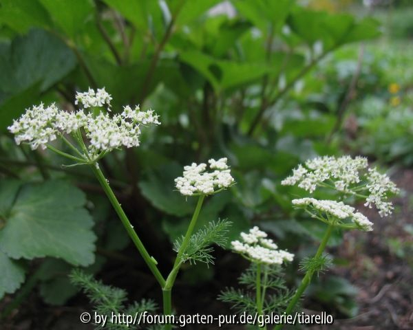 Meum athamanticum