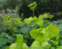 Smyrnium perfoliatum      