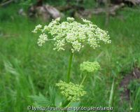 Peucedanum ostruthium     