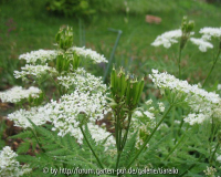 Myrrhis odorata                