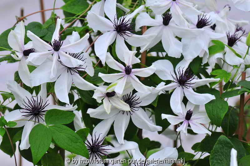 Clematis COU001