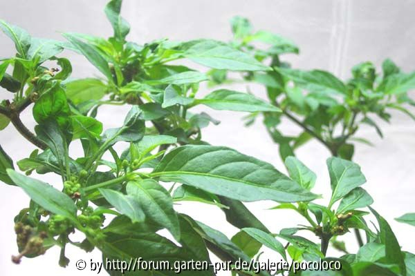Habanero Orange Detail 01