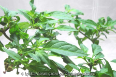 Habanero Orange Detail 01