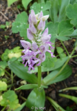 Orchis militaris
