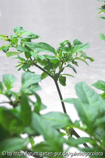 Habanero Orange Detail 02