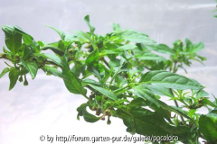 Habanero Orange Detail 03