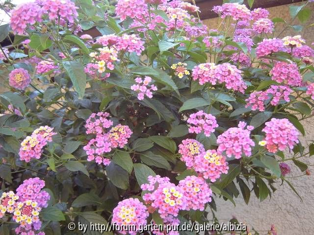 Lantana camara