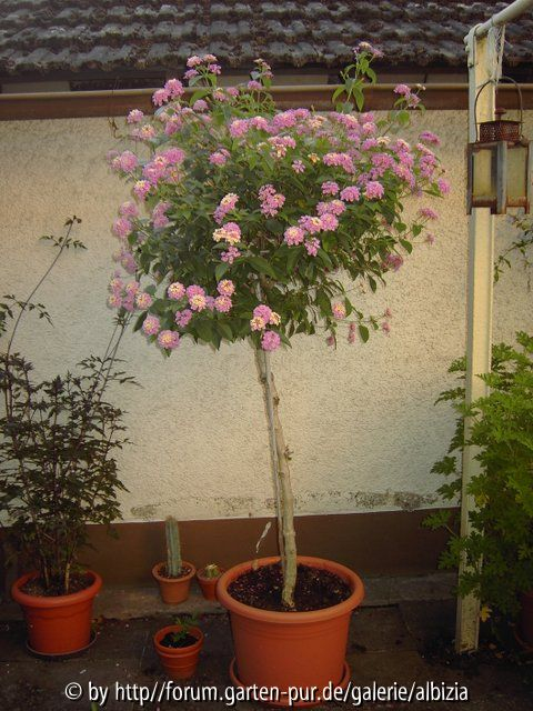 Lantana camara Hochstamm