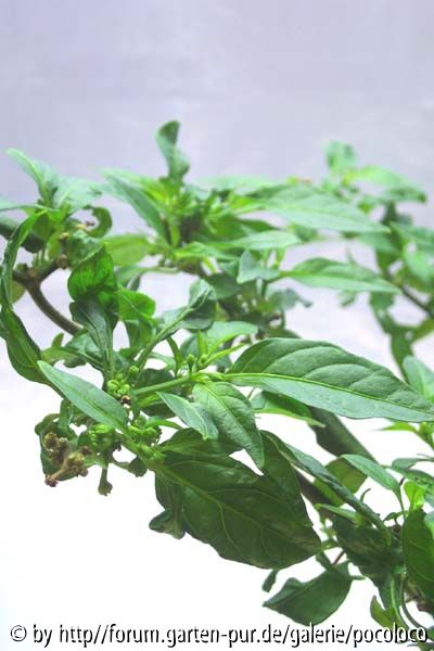 Habanero Orange Detail 04