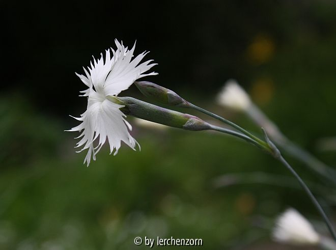 Frühe Feder-Nelke (Dianthus praecox)